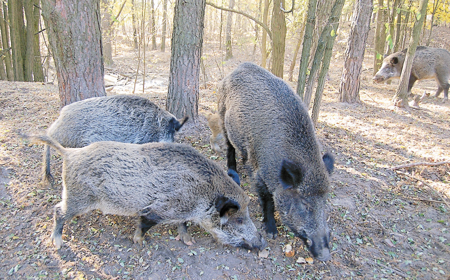 Депопуляція диких свиней навесні перетворюється на варварство, адже йдеться про масове винищення поросних самок. Фото надане автором